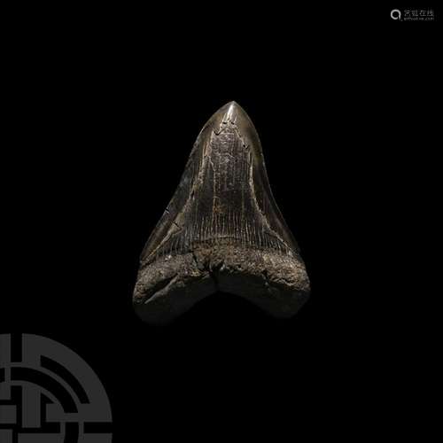 Large Megalodon Giant Shark Fossil Tooth