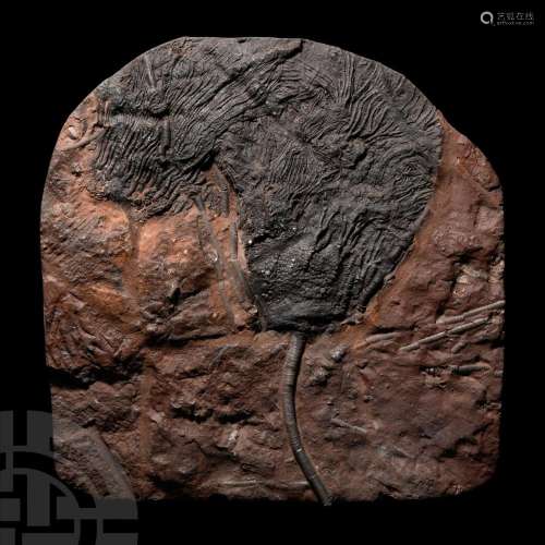 Large Fossil Crinoid in Matrix