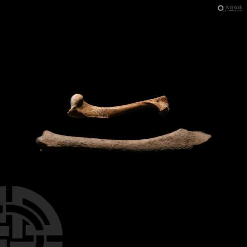 Ice Age Fossil Wolf Rib and leg Bones