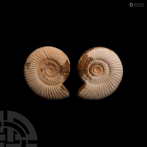 Fossil Ammonite Pair