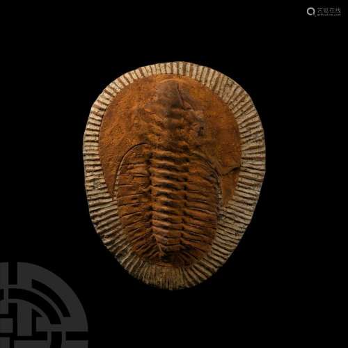 Large Cambropallas Fossil Trilobite