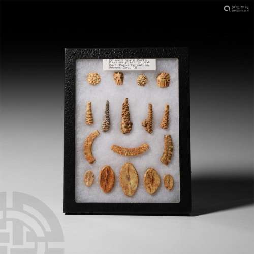 Boxed Fossil Crinoid Display Collection