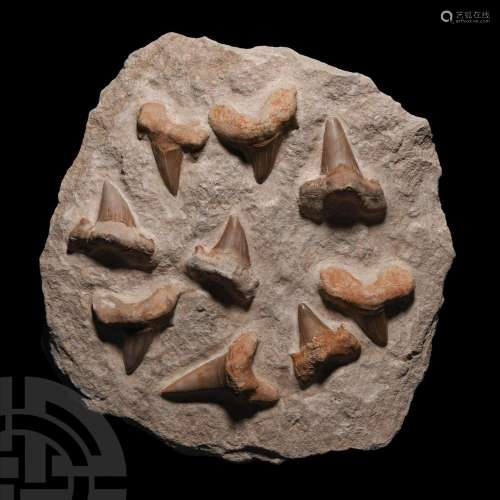 Fossil Otodus Shark Teeth on Rock