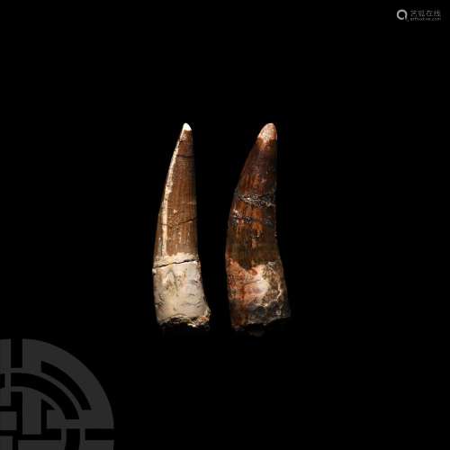 Spinosaurus Dinosaur Fossil Tooth Group