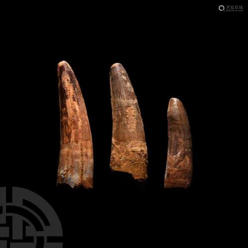 Fossil Spinosaurus Dinosaur Tooth Group