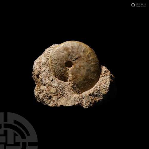 Jurassic Fossil Ammonite