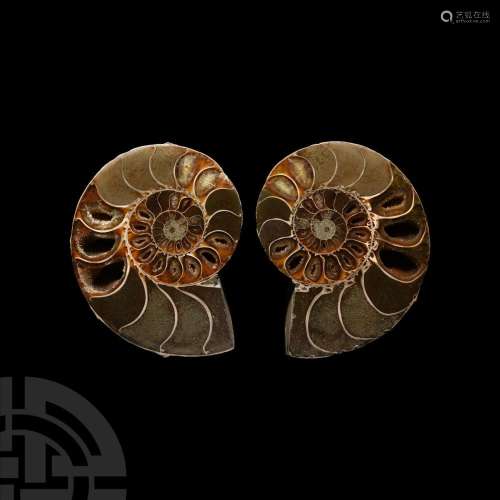 Cut and Polished Fossil Ammonite