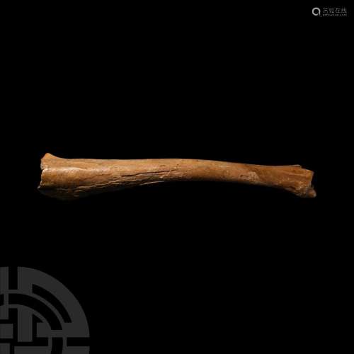Fossil Cave Bear Leg Bone