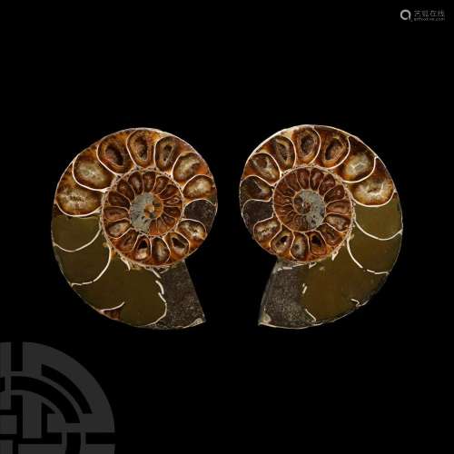 Cut and Polished Fossil Ammonite