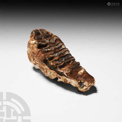 Fossil Mammoth Tooth