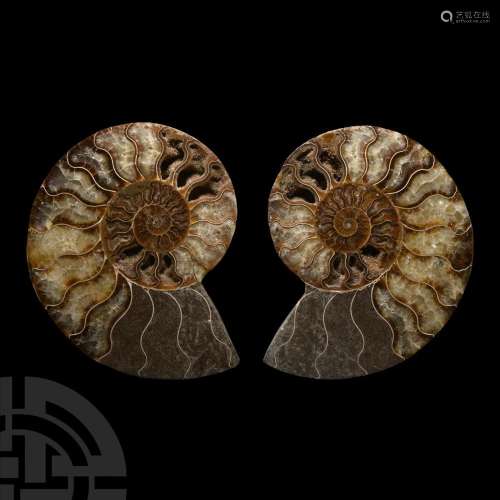 Large Polished Fossil Ammonite Pair