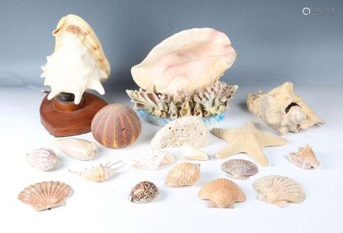 A selection of seashells and coral specimens, including a la...