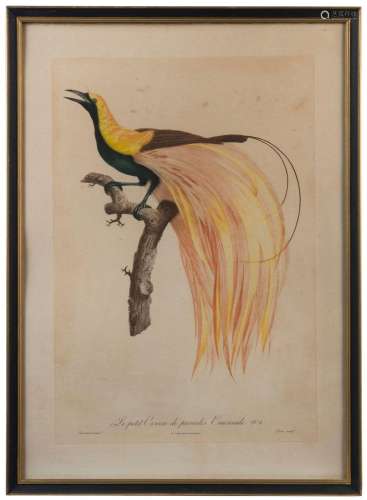 JACQUES BARRABAND (1767-1809), Le petit Oiseu de paradis Eme...