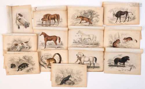 HANDCOLOURED STEEL ENGRAVINGS of animals by Lizars after ill...