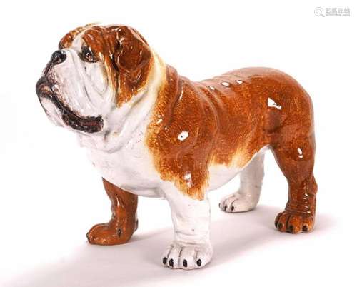 English Bulldog