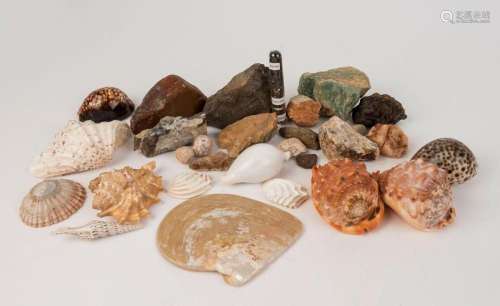 NATURAL HISTORY collection of mineral specimens and seashell...
