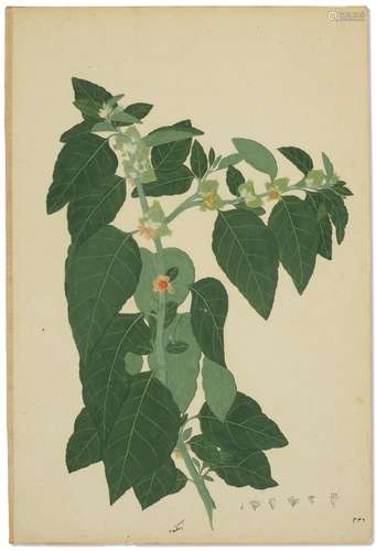 A BOTANICAL STUDY: ASHWAGANDHA INDIA, COMPANY SCHOOL, 19TH C...