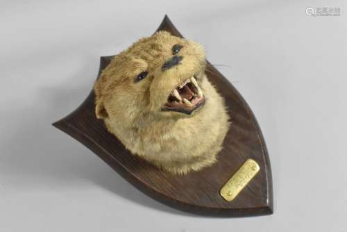 An Early 20th Century Otter Mask Trophy by P Spicer and Sons...