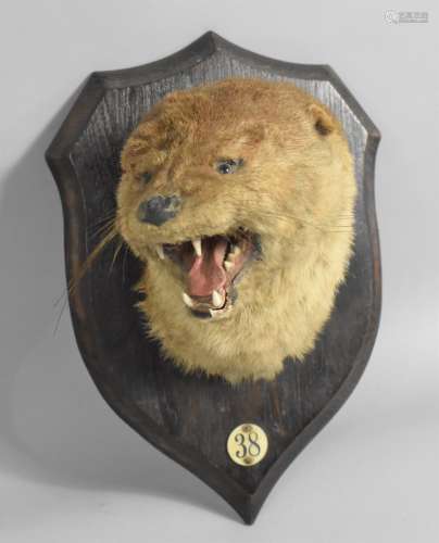 An Early 20th Century Otter Mask Trophy by Rowland Ward, Nat...