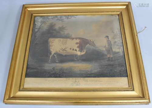 After John Boultbee (British 1753-1812, The Durham Ox, Engra...