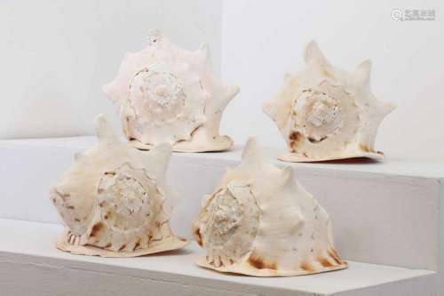 A group of large conch shells,