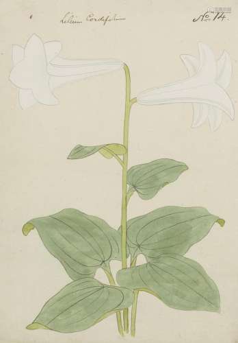 English School, circa 1800 Black lily; and Heart-leaved lily...