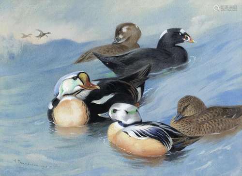 Archibald Thorburn (British, 1860-1935) King Eider, Surf-Sco...