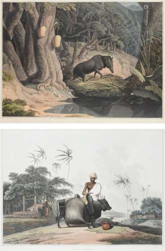 Samuel Daniell (1775-1811) Wild Boar; Water Carrier Two, bot...