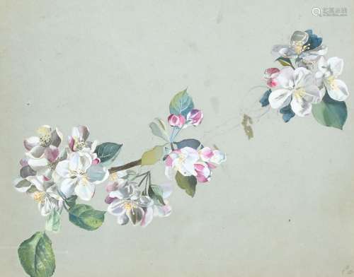William Thomas Strutt (1777-1850) Study of blossom on a bran...