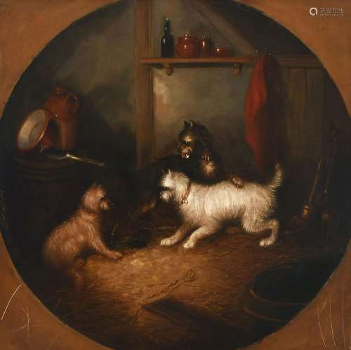 George Armfield (1808-1893) Three terriers in a barn, in a p...