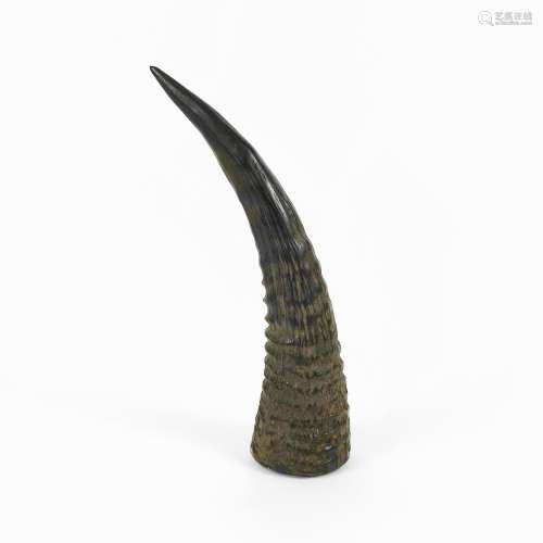 Petite corne brute, Sumatra<br />
L 15 cm