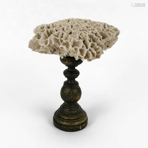 Corail blanc monté sur socle<br />
Bois, H 27 cm