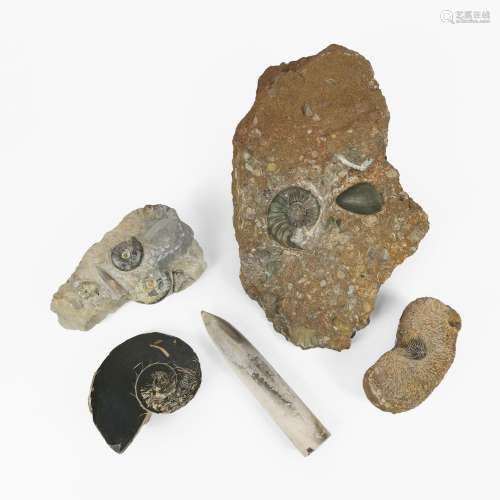 Suite de cinq fossiles<br />
L de 11 à 30 cm