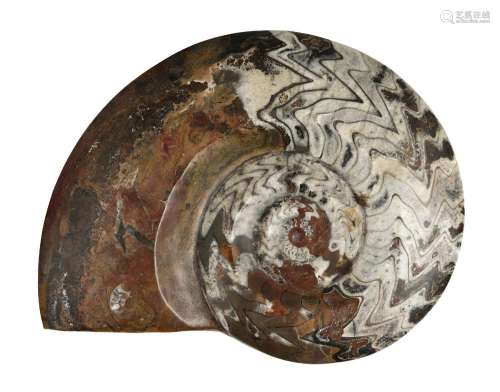 Ammonite fossilisée, profilée et polie, diam. 35 x 27 cm