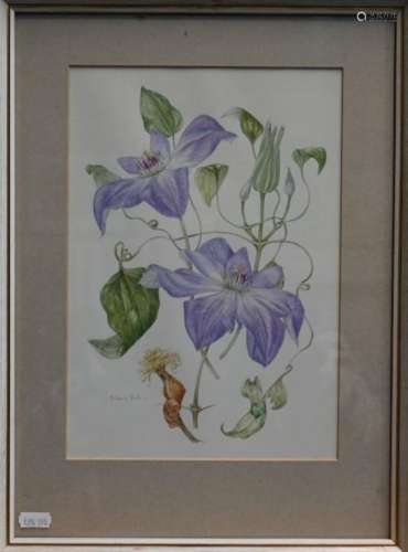 Seven various botanical watercolour studies