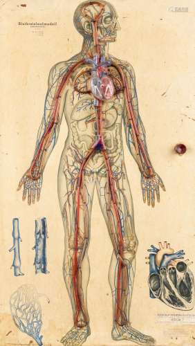 A vintage anatomical 'Blood Circulatory System' with illumin...