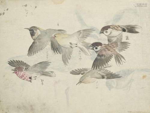 Ornithologisches Manuskript mit 58 meist farbigen …