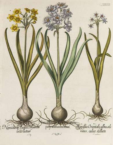 Besler, Basilius Narzisse. I. Narcissus nobilis Or…