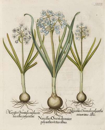 Besler, Basilius Narzisse. I. Narcissus Orientalis…