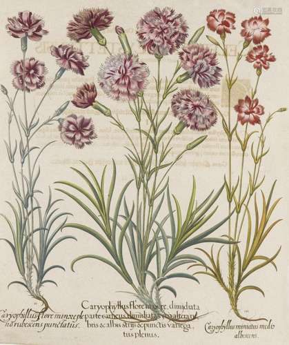 Besler, Basilius Nelken. I. Caryophyllus flore mai…