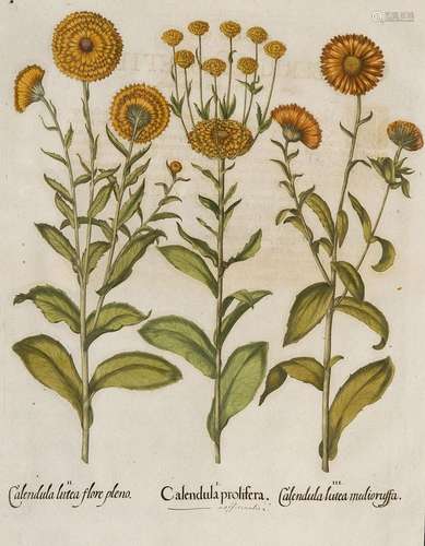 Besler, Basilius Ringelblume. Calendula lutea flor…