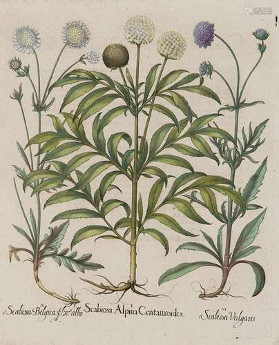 Besler, Basilius Skabiose (Kardenen) I. Scabiosa A…