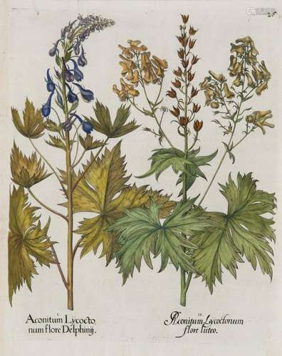 Besler, Basilius Wolfs-Eisenhut. I. Aconitum Lycoc…