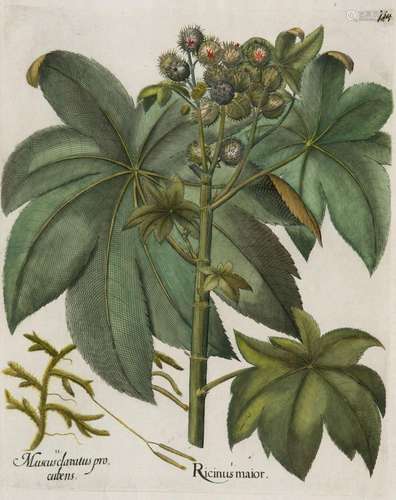 Besler, Basilius Wunderbaum (Rizinus). I. Ricinus …