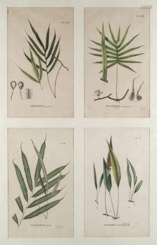 Sammlung von 4 botanischen Darstellungen. (1796-18…