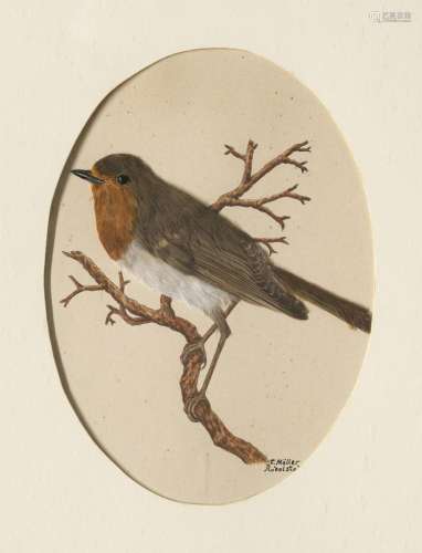 Möller, C. Sammlung von drei Vogel-Darstellungen. …