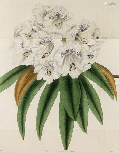Curtis, Samuel Botanical Magazine. Or Flower Garde…