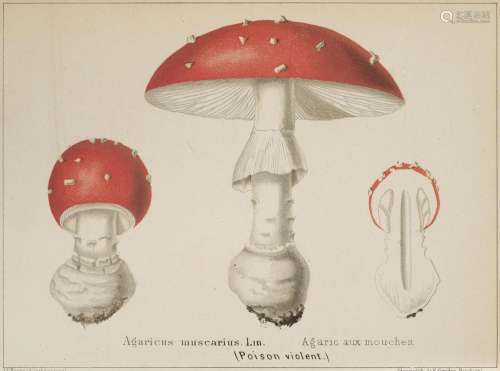 Favre-Guillarmod, Louis Les champignons comestible…