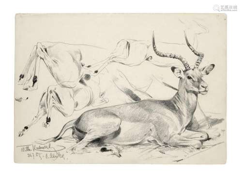 Kuhnert, Wilhelm (Antilope). Ost-Afrika, 21.7.1905…