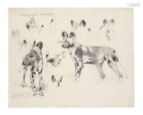 Kuhnert, Wilhelm Hyänenhund. Lycaon pictus. Graphi…